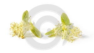 Flowering large-leaf Linden or Tilia twigs with yellow flowers.