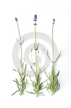 Flowering Lavandula Angustifolia photo