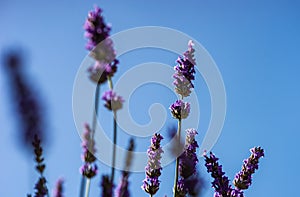 Flowering Lavandula plant in a summer garden photo