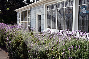 Flowering lavender bushes