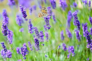 Flowering lavender with cosmopolitan butterfly - Vanessa cardui, Syn.: Cynthia cardui