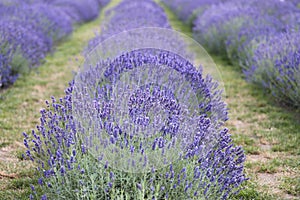 Flowering lavender fields. Lavender flowers blooming scented fields in rows.