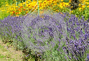 Flowering lavender narrow-leaved Lavandula angustifolia Mill. In the park