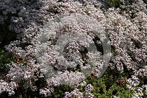 Flowering leaflet white (Sedum album L.), background