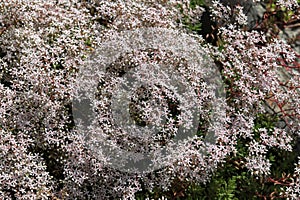 Flowering leaflet white (Sedum album L.), background