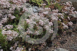 Flowering leaflet white (Sedum album L.), background