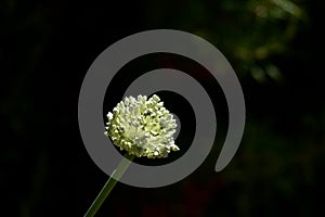 A flowering leek vegetable plant