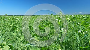 Flowering of legumes. Farming cover crop of pisum sativum. Peas with white flowers. Wide shot.