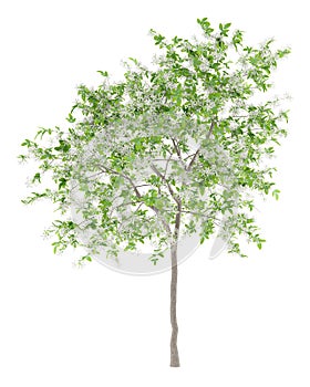 Flowering lemon tree isolated on white