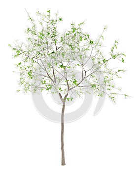 Flowering lemon tree isolated on white