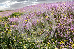 Flowering of Levkoy or matthiola and Senecio in the meadow