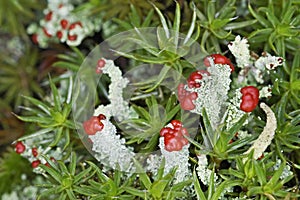 Flowering lichen moss
