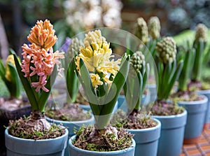 Flowering light pink and yellow Hyacinthus orientalis in pots at the garden shop in spring time.
