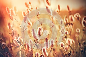 Flowering lightweight light fluffy flower in meadow, beautiful nature in meadow