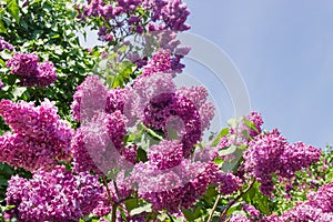 Flowering lilac bushes against of the sky, fragment close-up