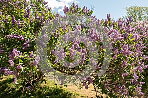 Flowering lilac bushes in the garden against the blue sky.