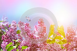 Flowering lilac bushes macro in summer spring on background blue pink sky with sunshine and a flying butterfly, nature view.