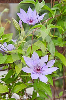 Flowering lilac Clematis