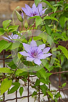 Flowering lilac Clematis