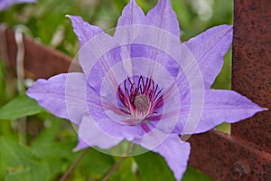 Flowering lilac Clematis