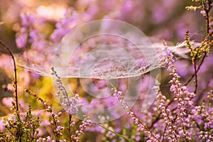 Flowering lilac heather and spider webs