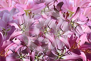 Flowering lily in the garden in the summer. Natural blurred background