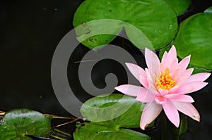 Flowering Lily Pads, Nymphaeaceae