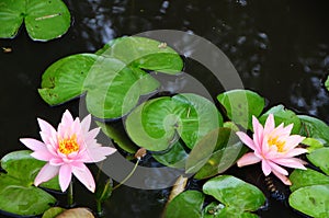 Flowering Lily Pads, Nymphaeaceae