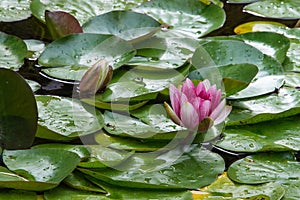 Flowering lily pond