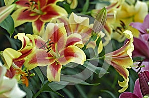 Flowering Lily \'Shocking\'