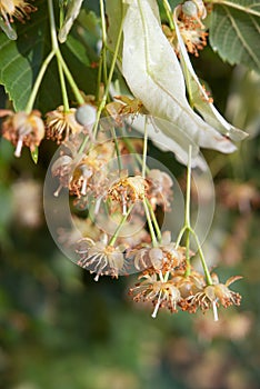 Flowering of linden-tree
