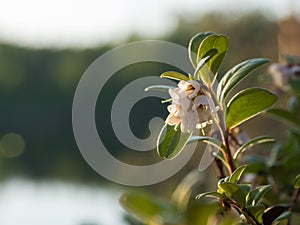 Flowering lingonberry twigs