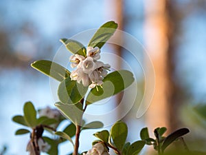 Flowering lingonberry twigs