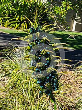 A Flowering of Lobelia aberdarica in purple color, or the Giant African Lobelia in a spring season at botanical garden.