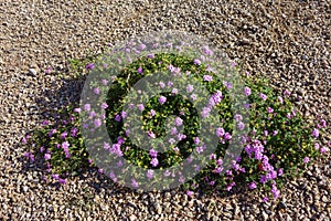 Lavender Trailing Lantana in Xeriscaping photo