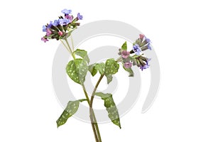 Flowering Lungwort