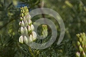 Flowering lupin along the Carretera Austral in Chile