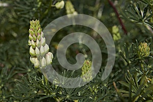 Flowering lupin along the Carretera Austral in Chile