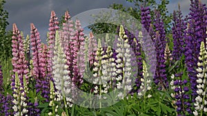 Flowering lupines sway in the wind