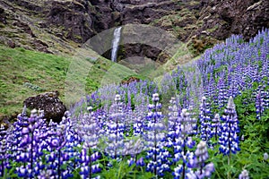 Flowering lupines by waterfall, Iceland