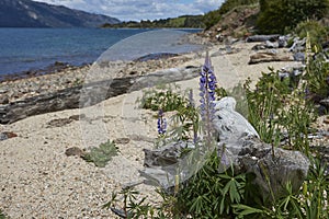 Flowering lupins along the Carretera Austral in Chile