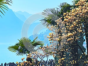 Flowering magnolia and green Chusan palms, Parco Villa Malpensata, Lugano, Switzerland photo