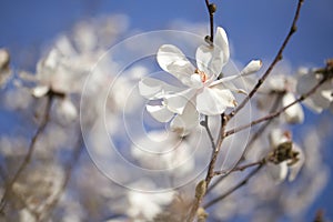 Flowering Magnolia - Merill