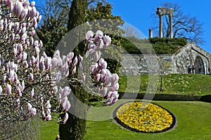 Flowering magnolia in the park