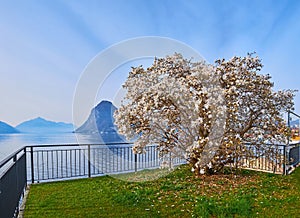 Flowering magnolia stellata on Lake Lugano, Lugano, Switzerland