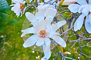 Flowering Magnolia stellata, Lugano, Switzerland