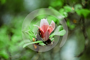 flowering magnolia tree blossom