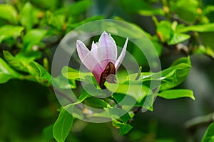 flowering magnolia tree blossom