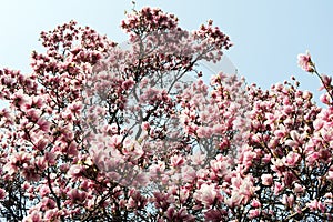 Flowering magnolia tree densely covered with beautiful fresh pin