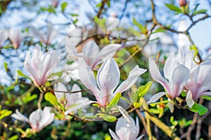 Flowering magnolia tree densely covered with beautiful fresh white and pink flowers in spring. Bright day sunshine. Horizontal